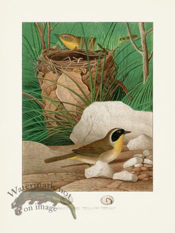 Thomas Gentry Bird 13